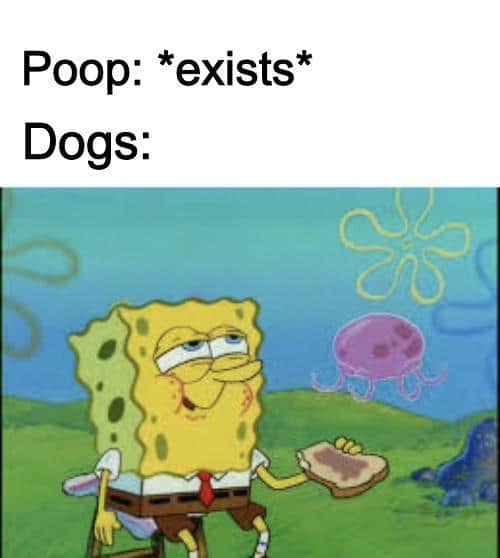 Spongebob,  Spongebob Memes Spongebob,  text: Poop: *exists* Dogs: 