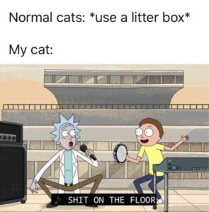 other memes Dank, OUGHHH text: Normal cats: *use a litter box* My cat: SHIT ON THE FLOOR.