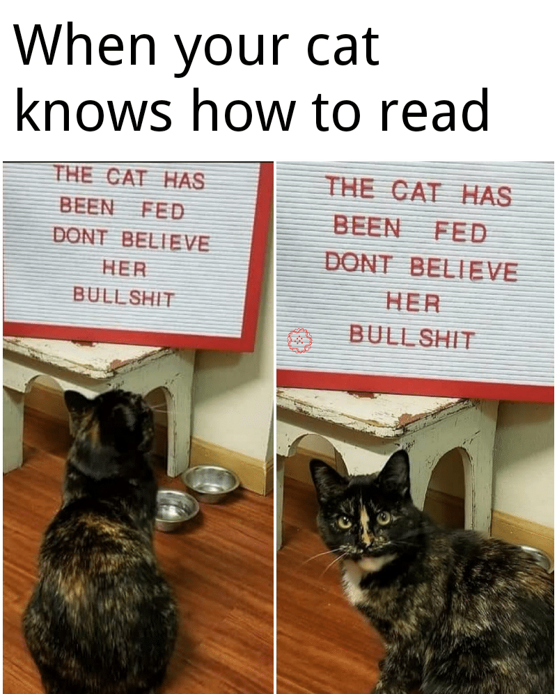 Funny,  other memes Funny,  text: When your cat knows how to read HAS BEEN FED DONT BELIEVE HER BULL SHIT ZZTHEZCAEHAS— B ULLSHIT= 