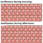 other memes Funny, Sunflower, Sunflowers, Australia text: ت تتد UOOU.aeue: 5uynp SEMOlJuns . سهلإ6u: 6uænp SEMOIJUTIS 