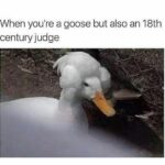 other memes Funny, Goose, Roomba, Washington, Order, Quaker text: When you