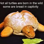 other memes Funny, Bread text: Not all turtles are born in the wild some are bread in captivity  Funny, Bread
