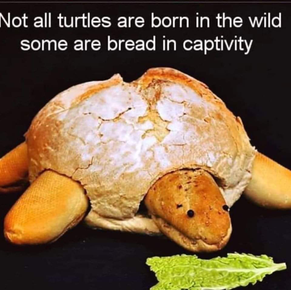 Funny, Bread other memes Funny, Bread text: Not all turtles are born in the wild some are bread in captivity 