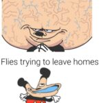 other memes Funny, Pelo, Upvoted text: Flies entering homes Flies trying to leave homes 