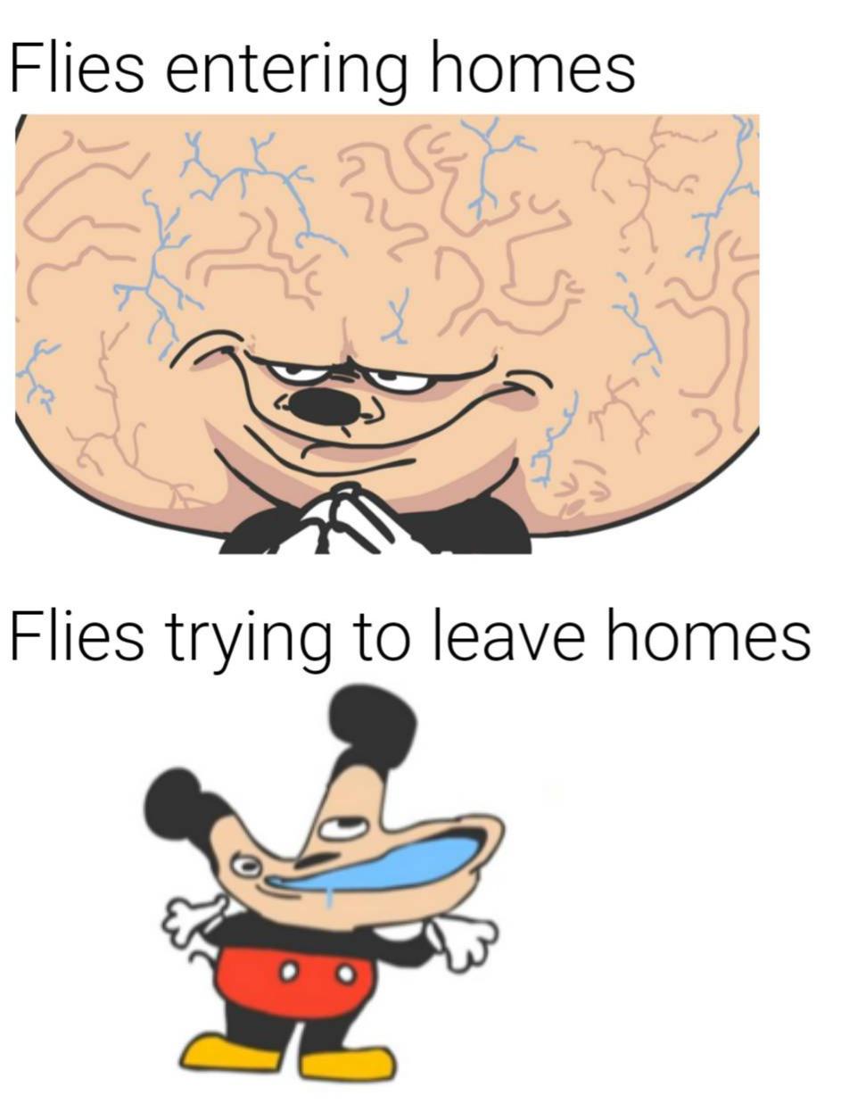 Funny, Pelo, Upvoted other memes Funny, Pelo, Upvoted text: Flies entering homes Flies trying to leave homes 