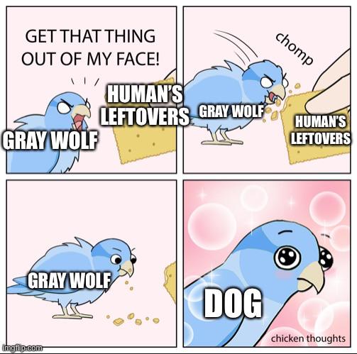 History, Pleistocene, Minecraft History Memes History, Pleistocene, Minecraft text: GET THAT THING OUT OF MY FACE! HUMAN'S LEFTOVEiS GRAYWOLF =GRWiWOLF HUMANS LEFTOVERS chicken thoughts 