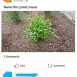 cringe memes Cringe,  text: 49 mins • Name this plant please 3 Cornments Like George Comment  Cringe, 