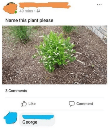 Cringe,  cringe memes Cringe,  text: 49 mins • Name this plant please 3 Cornments Like George Comment 