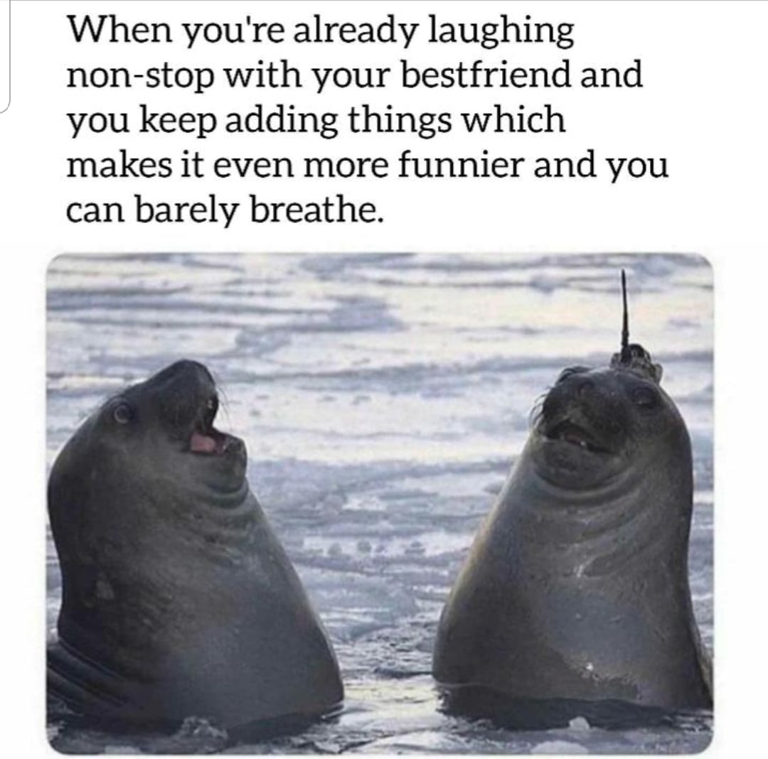 Cute, wholesome memes, Dunno Wholesome Memes Cute, wholesome memes, Dunno text: When you're already laughing non-stop with your bestfriend and you keep adding things which makes it even more funnier and you can barely breathe. 