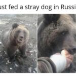 other memes Funny, Russia, Russian, Soviet Russia, Russians, Look text: Just fed a stray dog in Russia 