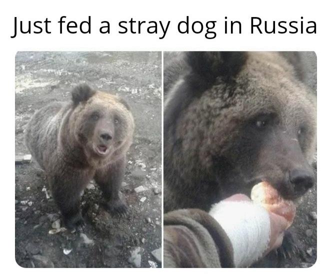 Funny, Russia, Russian, Soviet Russia, Russians, Look other memes Funny, Russia, Russian, Soviet Russia, Russians, Look text: Just fed a stray dog in Russia 