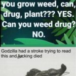 other memes Dank, Mexican, Godzilla text: Drug is a wee plant isa eih Can u grow weed, c g, plant??? YES. Can you weed drug? NO. Godzilla had a stroke trying to read this an*king died 