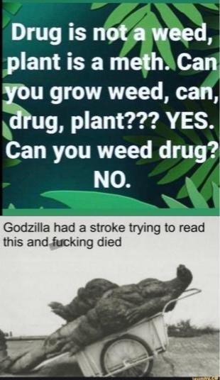 Dank, Mexican, Godzilla other memes Dank, Mexican, Godzilla text: Drug is a wee plant isa eih Can u grow weed, c g, plant??? YES. Can you weed drug? NO. Godzilla had a stroke trying to read this an*king died 