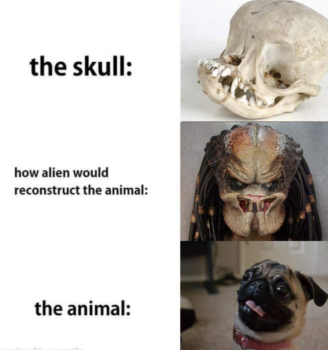 Funny, Pugs, Pug, French, XqSnO, Predator other memes Funny, Pugs, Pug, French, XqSnO, Predator text: the skull: how alien would reconstruct the animal: the animal: 