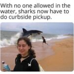 other memes Funny, June, Maneater, Eater, Australia text: With no one allowed in the water, sharks now have to do curbside pickup.  Funny, June, Maneater, Eater, Australia