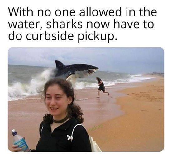 Funny, June, Maneater, Eater, Australia other memes Funny, June, Maneater, Eater, Australia text: With no one allowed in the water, sharks now have to do curbside pickup. 
