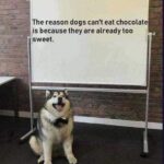 Wholesome Memes Wholesome memes, Gotta text: The reason dogs can