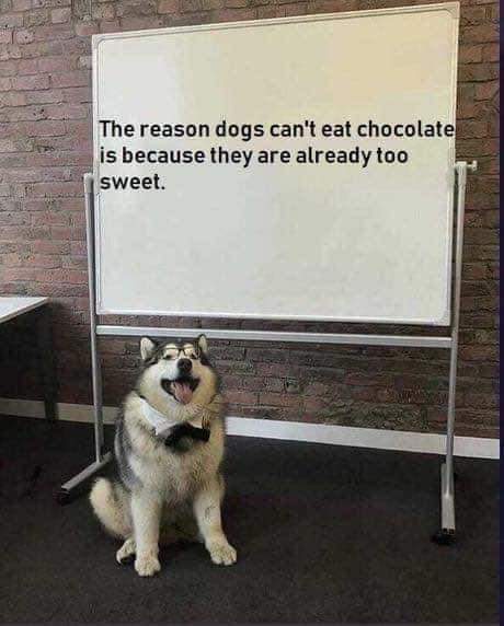 Wholesome memes, Gotta Wholesome Memes Wholesome memes, Gotta text: The reason dogs can't eat chocolate is because they are already too sweet. 