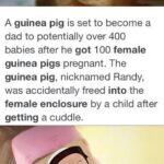 History Memes History, Randy, Hindi, Genghis Khan, Genghis, China text: A guinea pig is set to become a dad to potentially over 400 babies after he got 100 female guinea pigs pregnant. The guinea pig, nicknamed Randy, was accidentally freed into the female enclosure by a child after getting a cuddle. 