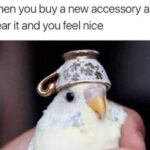 Wholesome Memes Wholesome memes,  text: When you buy a new accessory and wear it and you feel nice  Wholesome memes, 