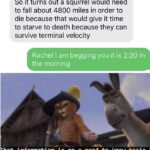other memes Funny, Rachel, Earth, Squirrel, Please, PLEASE text: So it turns out a squirrel would need to fall about 4800 miles in order to die because that would give it time to starve to death because they can survive terminal velocity Rachel I am begging you it is 230 in the morning 