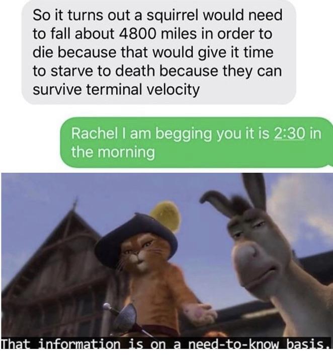 Funny, Rachel, Earth, Squirrel, Please, PLEASE other memes Funny, Rachel, Earth, Squirrel, Please, PLEASE text: So it turns out a squirrel would need to fall about 4800 miles in order to die because that would give it time to starve to death because they can survive terminal velocity Rachel I am begging you it is 230 in the morning 