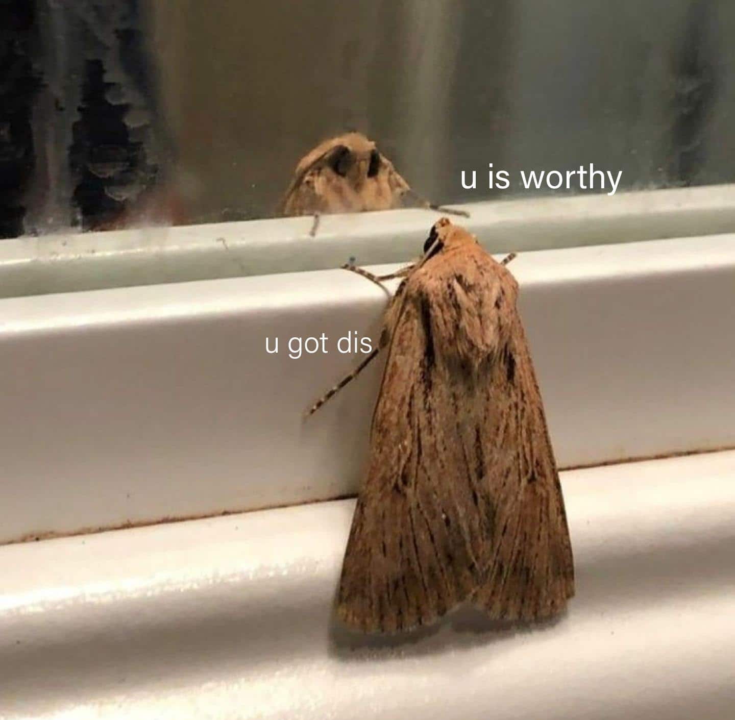 Wholesome memes,  Wholesome Memes Wholesome memes,  text: u is worth u got dis 