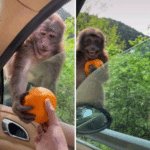 Giving monkey an orange Wholesome meme template blank  Wholesome, Animal, Monkey, Giving, Food, Orange