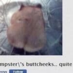 cringe memes Cringe, Hamster text: My hampster\