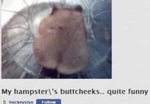 cringe memes Cringe, Hamster text: My hampster\'s buttcheeks-. quite funny