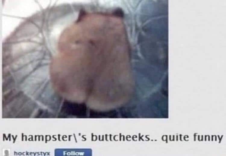 Cringe, Hamster cringe memes Cringe, Hamster text: My hampster\'s buttcheeks-. quite funny 