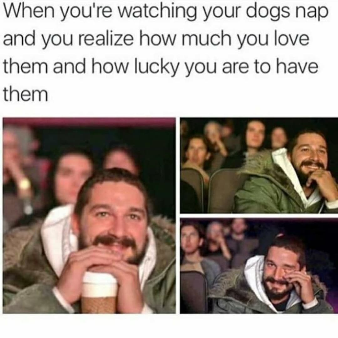 Wholesome memes,  Wholesome Memes Wholesome memes,  text: When you're watching your dogs nap and you realize how much you love them and how lucky you are to have them 