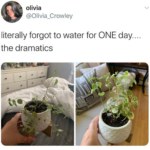 Water Memes Water, HydroHomies, Leon text: olivia @Olivia_Crowley literally forgot to water for ONE day the dramatics  Water, HydroHomies, Leon