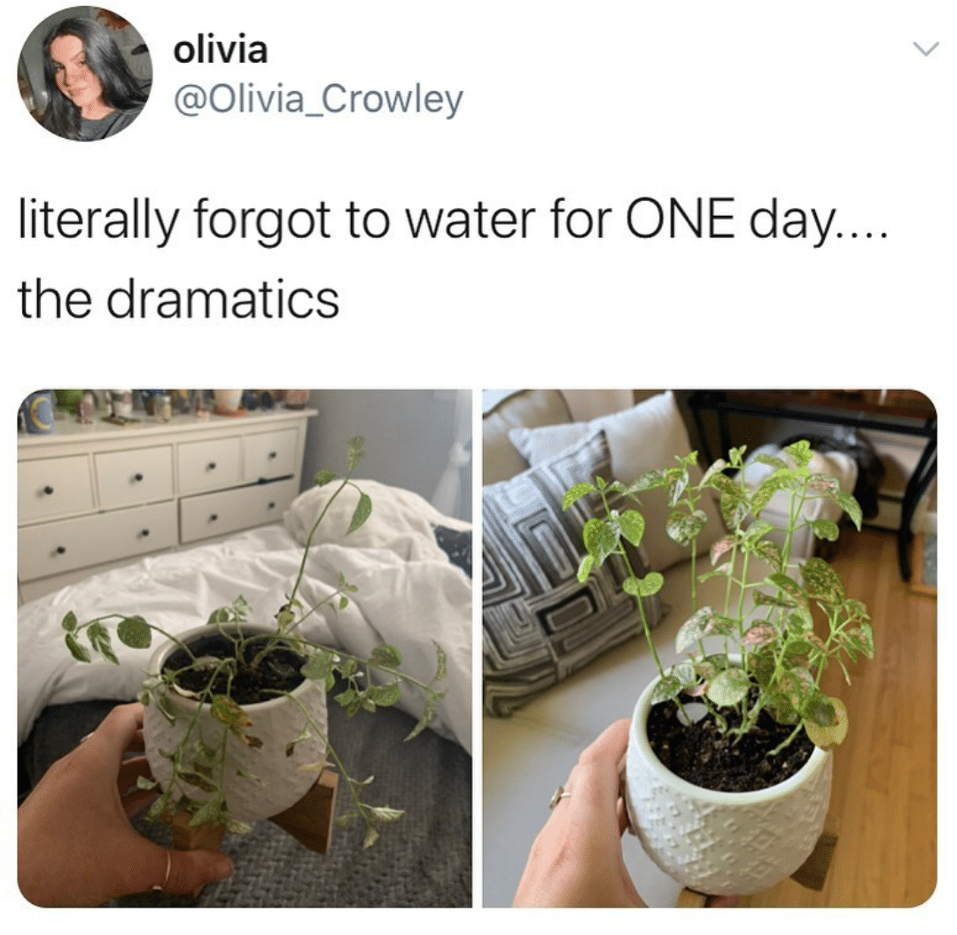 Water, HydroHomies, Leon Water Memes Water, HydroHomies, Leon text: olivia @Olivia_Crowley literally forgot to water for ONE day the dramatics 