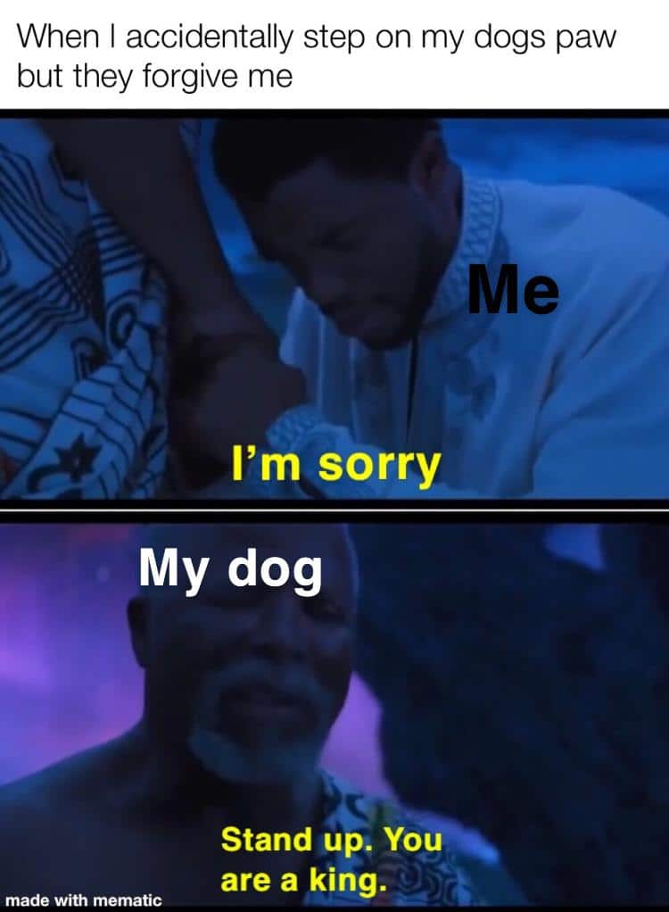 Wholesome memes,  Wholesome Memes Wholesome memes,  text: When I accidentally step on my dogs paw but they forgive me I'm sorry My dog Stand up, You are a king. made with mematiC 