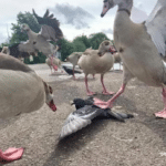 Meme Generator – Several ducks vs. bird