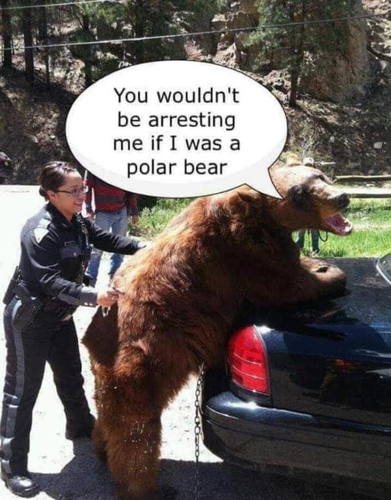 Cringe, Bear Lives Matter cringe memes Cringe, Bear Lives Matter text: You wouldn't be arresting me if I was a polar bear 