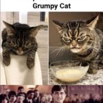 Dank Memes Dank, Grumpy, Visit, OC, Negative, JPEG text: Meet The New Grumpy Cat Whos Even Angrier And Grumpier Than The OG Grumpy Cat How dare ou stand where he stood?  Dank, Grumpy, Visit, OC, Negative, JPEG