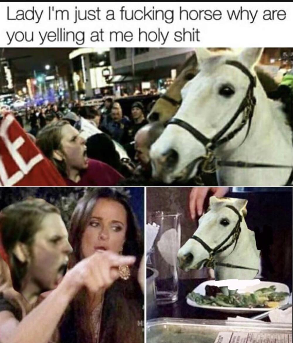 Dank, Visit, Type, Negative, Gwynbleidd, Feedback Dank Memes Dank, Visit, Type, Negative, Gwynbleidd, Feedback text: Lady I'm just a fucking horse why are you yelling at me holy shit 