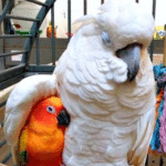 Big parrot cuddling small bird Animal meme template blank  Animal, Parrot, Bird, Cockatoo, Wholesome, Cuddling, Big, Small, Hugging