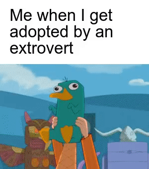 Wholesome memes,  Wholesome Memes Wholesome memes,  text: Me when I get adopted by an extrovert 