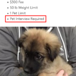 other memes Funny,  text: Apartment Amenities Pet Policy Dogs Allowed • $300 Fee • 50 1b Weight Limit • I Pet Limit • Pet Interview Required "Argyou a good boy?  Funny, 