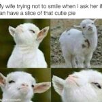 Wholesome Memes Wholesome memes, Husband, PissYourTits, Honey, Bear, Anglo-Indian text: My wife trying not to smile when I ask her if I can have a slice of that cutie pie made ith mematic 