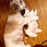 Dog snuggling puppy  Animal meme template