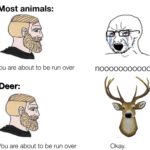 Dank Memes Dank, Salman Khan, Happy, Deer text: Most animals: You are about to be run over Deer: You are about to be run over nooooooooooo Okay.  Dank, Salman Khan, Happy, Deer