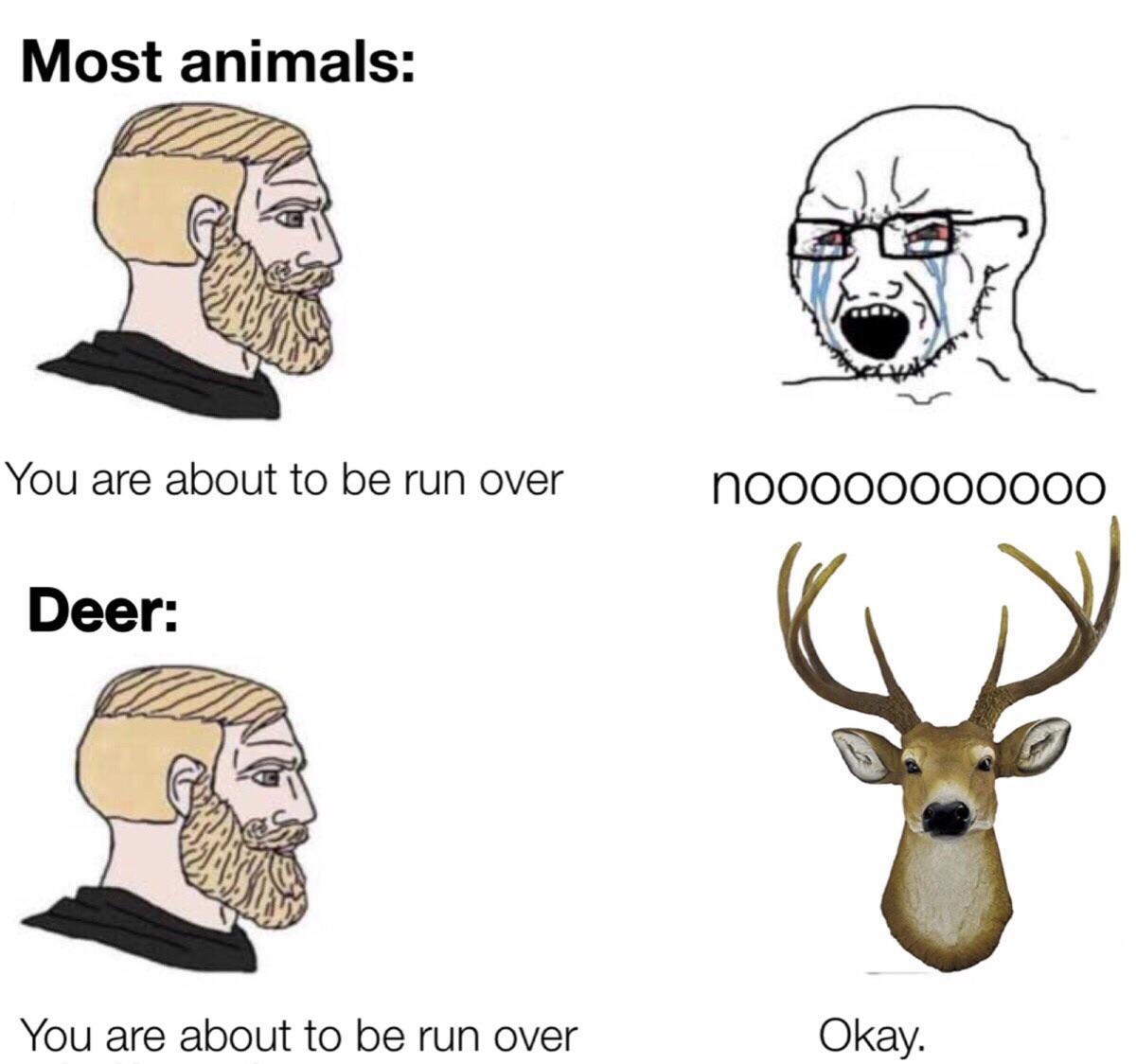 Dank, Salman Khan, Happy, Deer Dank Memes Dank, Salman Khan, Happy, Deer text: Most animals: You are about to be run over Deer: You are about to be run over nooooooooooo Okay. 