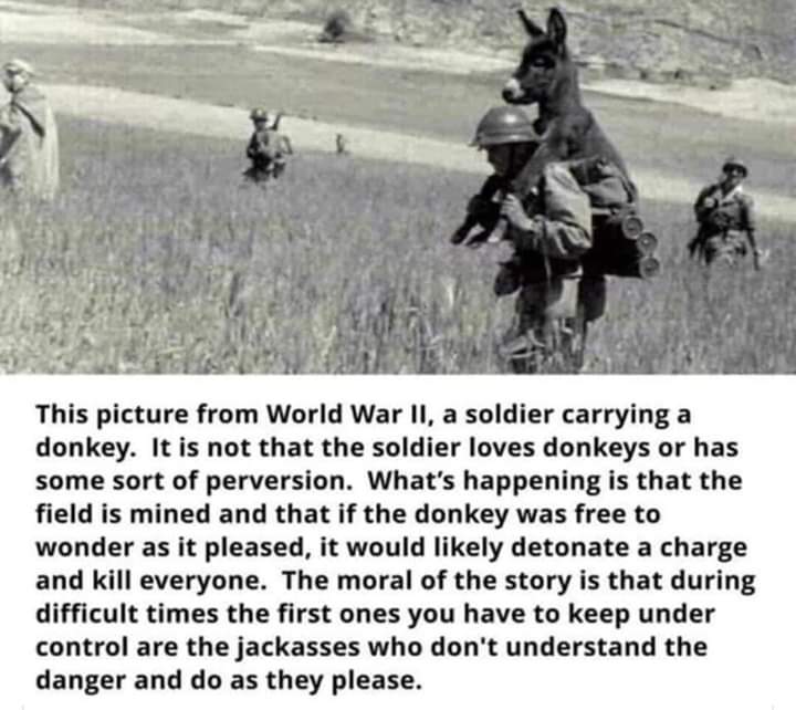 Dank, Visit, OC, Negative, JPEG, Feedback other memes Dank, Visit, OC, Negative, JPEG, Feedback text: This picture from World War Il, a soldier carrying a donkey. It is not that the soldier loves donkeys or has some sort of perversion. What's happening is that the field is mined and that if the donkey was free to wonder as it pleased, it would likely detonate a charge and kill everyone. The moral of the story is that during difficult times the first ones you have to keep under control are the jackasses who don't understand the danger and do as they please. 