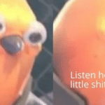 Listen here you little shit bird Angry meme template blank  Reaction, Animal, Angry, Bird, Shit
