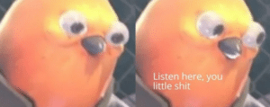 Listen here you little shit bird Angry meme template