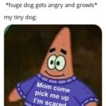 Spongebob Memes Spongebob,  text: *my tiny dog barks at a huge dog* *huge dog gets angry and growls* my tiny dog: Mom come Pick me up I